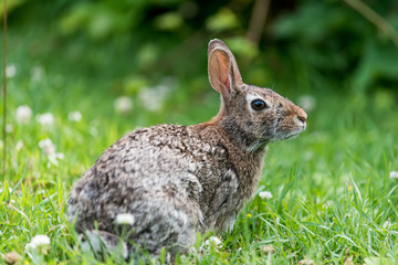 Bunny