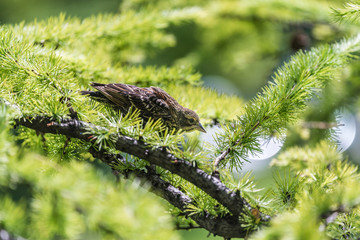 Red-Winged Blackbird on Pine Branch