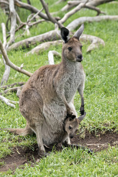 kangaroo-Island kangaroo and joey