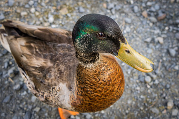 Male Mallard 