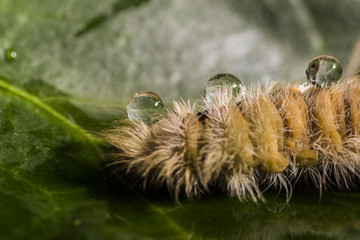 oruga peluda 