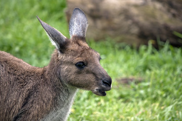 Naklejka na ściany i meble kangaroo-Island kangaroo