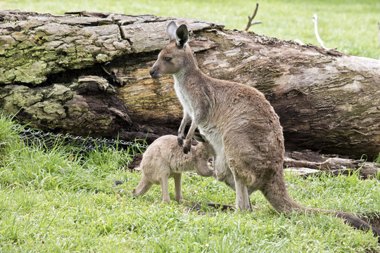 eastern grey kangaroo and joey