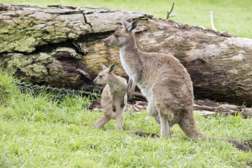 eastern grey kangaroo and joey