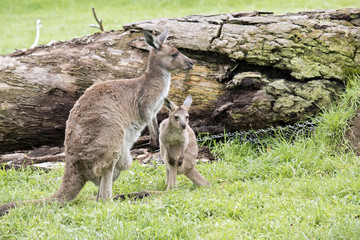 eastern grey kangaroo and joey