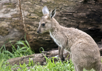 Naklejka na ściany i meble joey eastern grey kangaroo