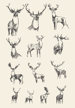 Set drawn noble deers vector illustration, sketch