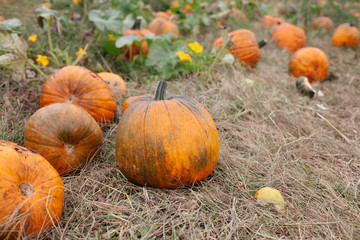 A stack of ripe pumpkins in the field