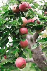 Ripe red apples on a tree branch ready to be picked