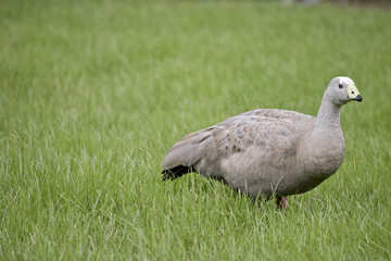 Cape Barren Goose