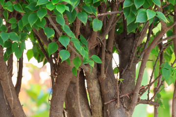 Fototapeta premium Bougainvillea tree.