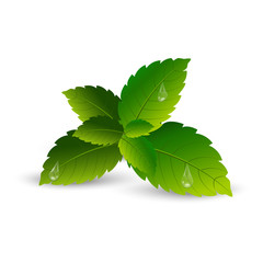 Realistic mint leaves with soft shadow. Vector
