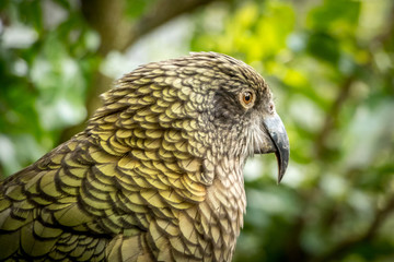 Kea Profile 