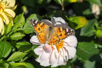 Fall Butterfly (Vanessa cardui) on a leaf during bright sunny day. Good for isolation and as a standalone picture.