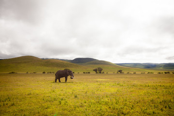 Obraz premium Lone Elephant