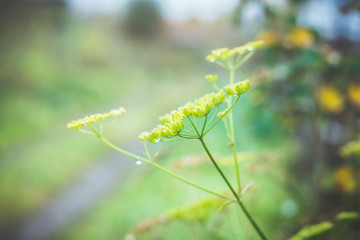 Dill plant in the autumn garden. Shallow depth of field.