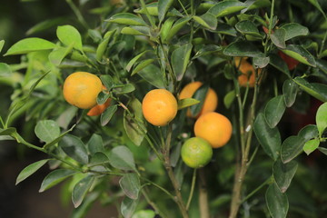 fresh orange fruit tree