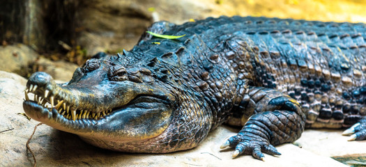 Closeup of an Alligator Head and Body Against an Earth Toned Background