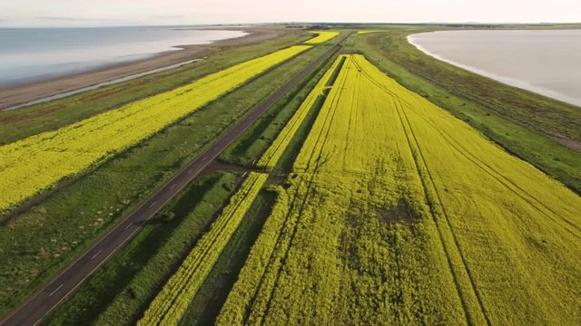 Slow aerial descend over yellow canola field. Cars passing on rural highway.