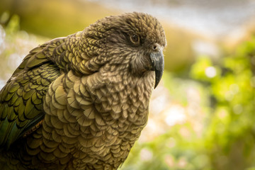 NZ Kea