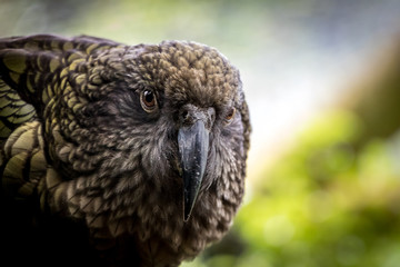 Kea
