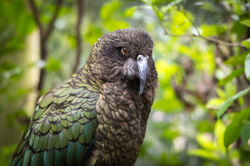 New Zealand Kea Profile