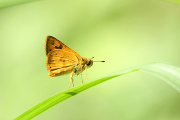 Little butterfly in the morning.