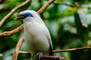 Brilliant White Plumage with Dark Blue Eye Patch on a Bali Mynah Against a Blurred Dark Green Background