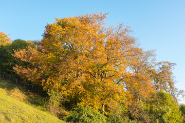 Obraz premium Landscape of woods during the autumn season with warn colors