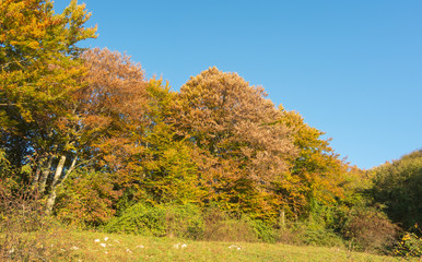 Obraz premium Landscape of woods during the autumn season with warn colors