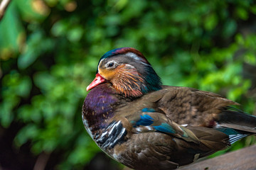 Bright Rainbow Hued Mandarin Duck in Profile Against a Dark Green Leafed Background