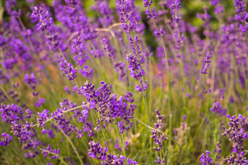 Flowering mountain lavender. Scenic summer meadow in Yosemite National Park