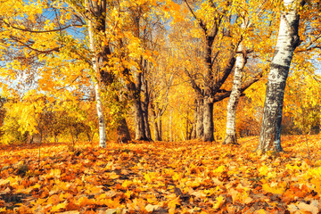 Pathway in the sunny autumn park