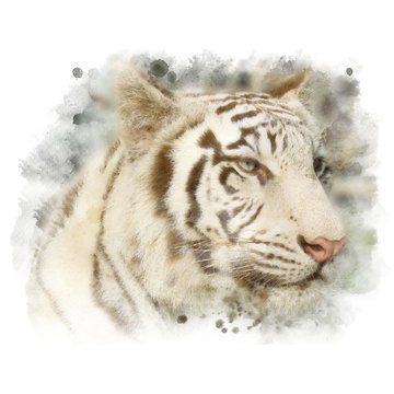 White bengal tiger.