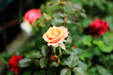 beautiful rose flower