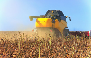 Yellow harvester working on a wheat field. Agronomy, the concept of farming.