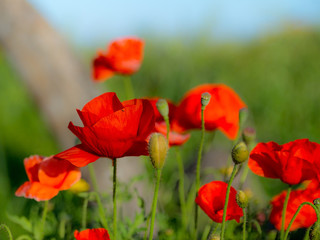 Fototapeta na wymiar Landscape: Flowering scarlet poppies.