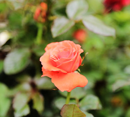 beautiful rose flower