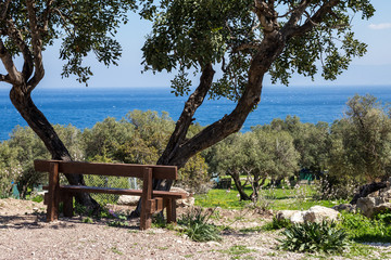 Fototapeta na wymiar Landscape: Bench in the shade of an olive tree on the high seashore.