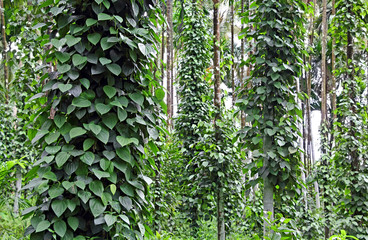 Fototapety  Pieprz czarny, piper nigrum, rośliny rosnące na plantacji w Goa w Indiach. Winorośl opiera się na dużych drzewach. Pieprz czarny jest najczęściej sprzedawaną przyprawą. Wietnam jest największym producentem
