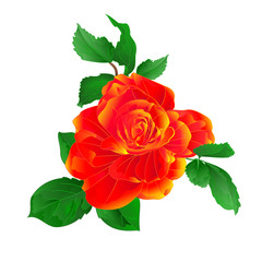 Stem flower orange rose and leaves vintage on a white background  vector illustration editable hand draw