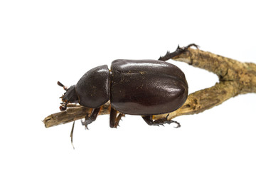 Rhino beetle (Dynastinae) on white