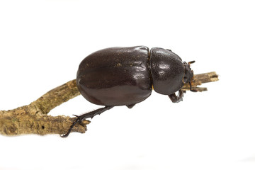Rhino beetle (Dynastinae) on white