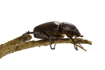 Rhino beetle (Dynastinae) on white