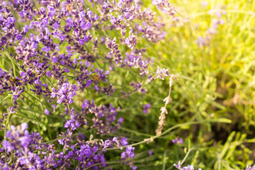 Obraz premium Flowering mountain lavender. Scenic summer meadow in Yosemite National Park, California, USA