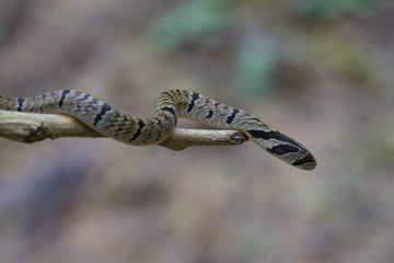 banded kukri snake (Oligodon fasciolatus)