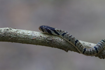 banded kukri snake (Oligodon fasciolatus)