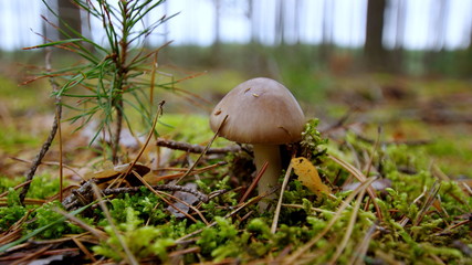 Grzyb znaleziony podczas spaceru po lesie - piękno polskiej natury © Konrad_elx