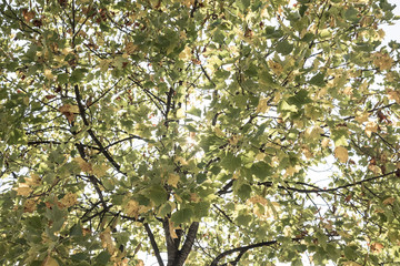 Many green autumn leaves on some tree branches © jordieasy