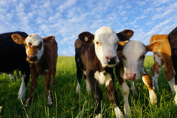 Curious Baby cows in New Zealand - 177078619